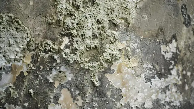 Close view of heavy mold and peeling paint on a wall