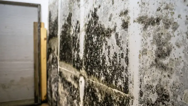 Dark mold growth on a basement wall beside wood framing