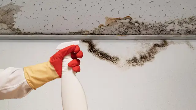 Mold stains along the top of a wall at the ceiling line