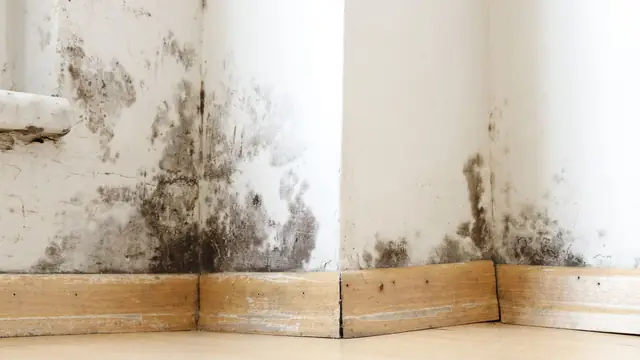 Dark mold at the base of a corner wall above a wood baseboard